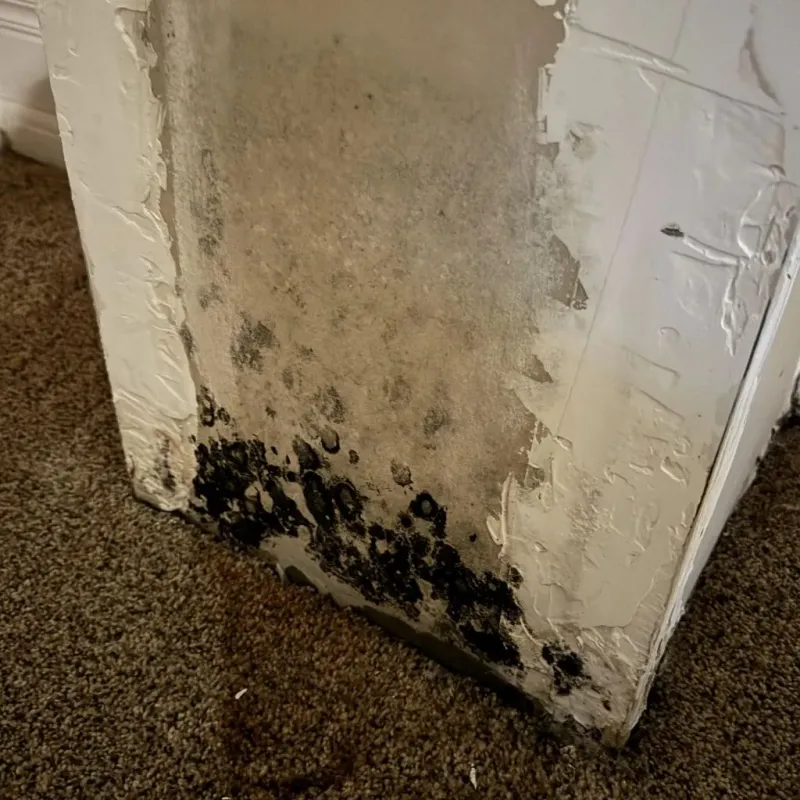 Professional Mold Removal in Borden County, TX